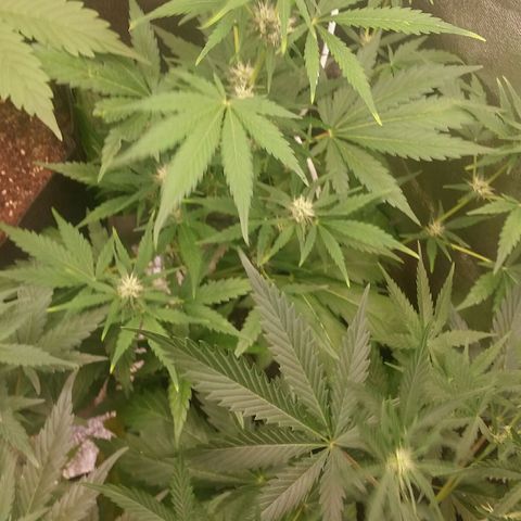 Elettra growlog timeline photo