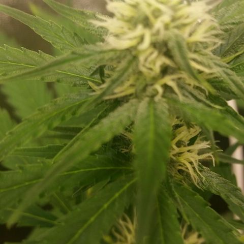 Elettra growlog timeline photo