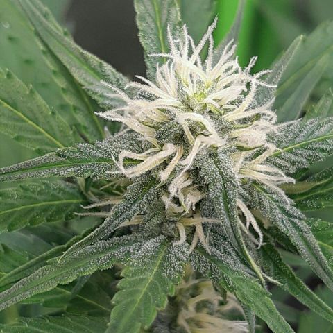 Elettra growlog timeline photo