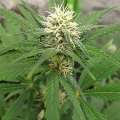 Elettra growlog timeline photo