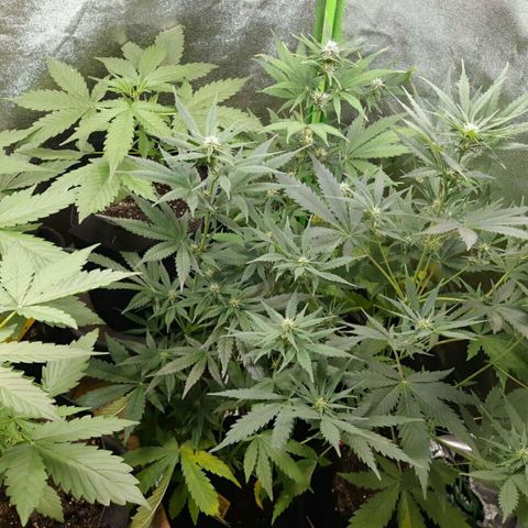 Elettra growlog timeline photo
