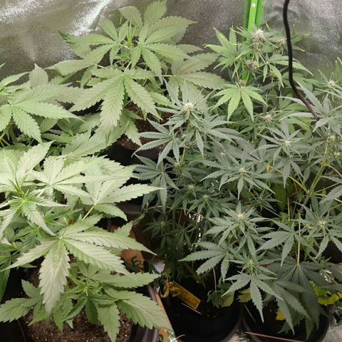 Elettra growlog timeline photo