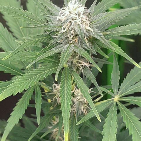 Elettra growlog timeline photo
