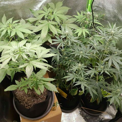 Elettra growlog timeline photo