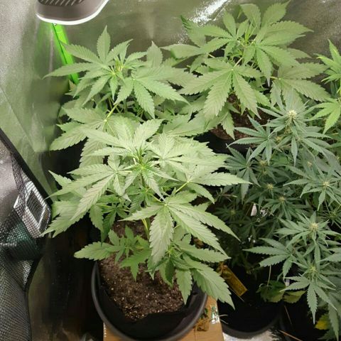 Elettra growlog timeline photo