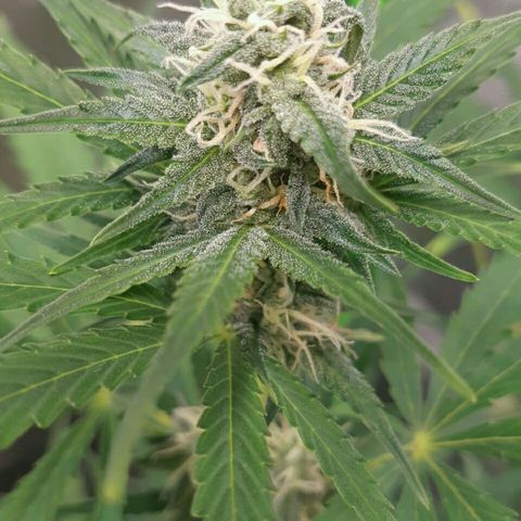 Elettra growlog timeline photo