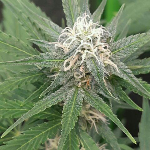 Elettra growlog timeline photo