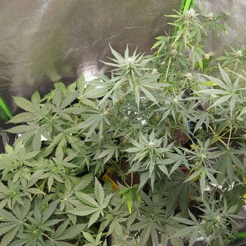 Elettra growlog timeline photo