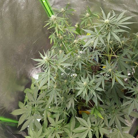 Elettra growlog timeline photo
