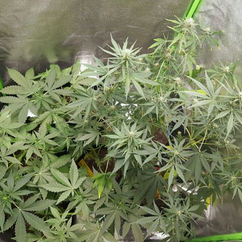 Elettra growlog timeline photo