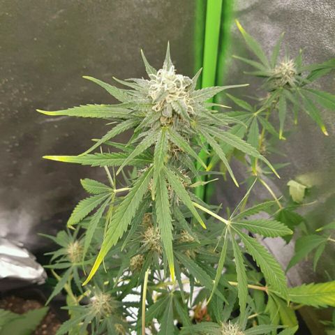 Elettra growlog timeline photo