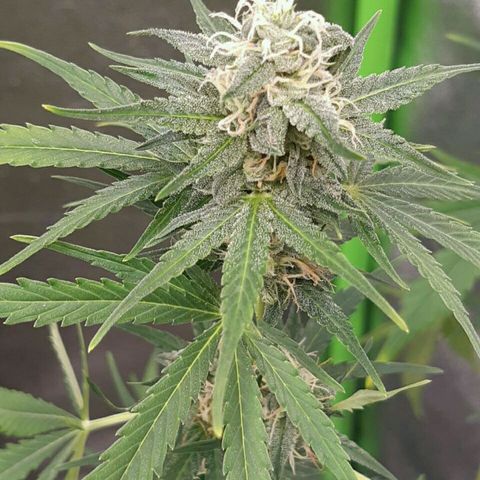 Elettra growlog timeline photo