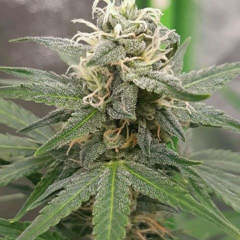 Elettra growlog timeline photo