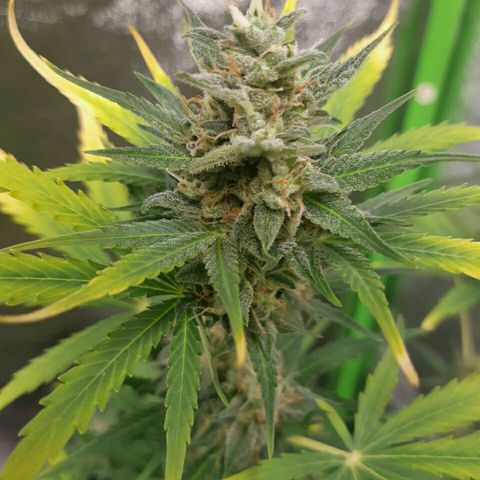 Elettra growlog timeline photo