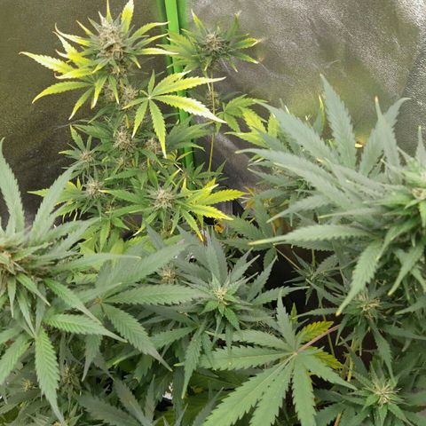 Elettra growlog timeline photo