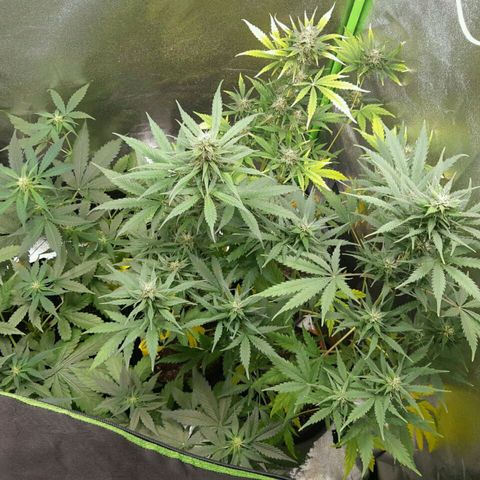 Elettra growlog timeline photo