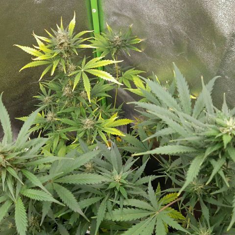 Elettra growlog timeline photo