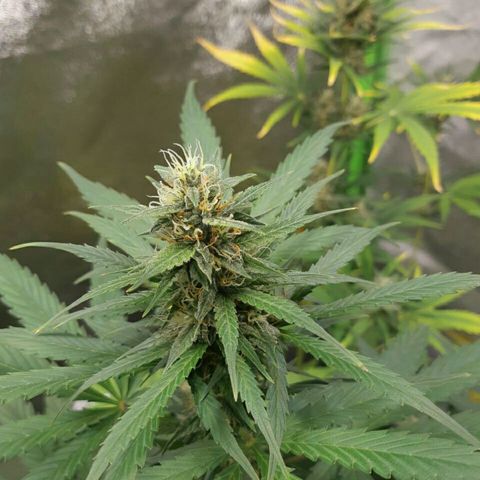 Elettra growlog timeline photo