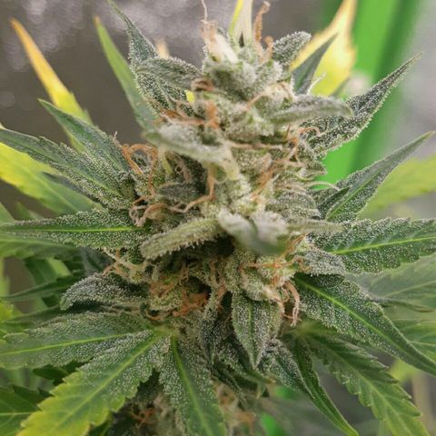 Elettra growlog timeline photo
