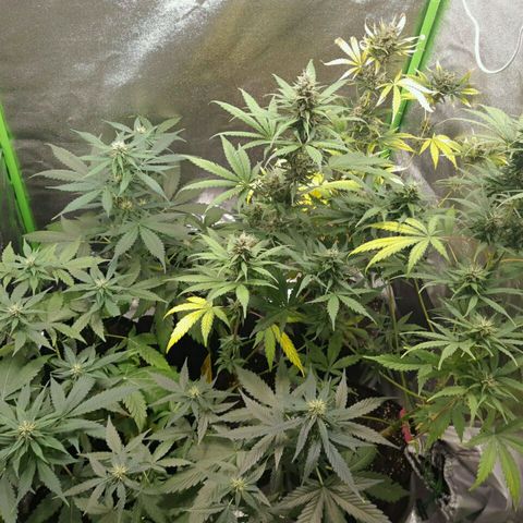 Elettra growlog timeline photo