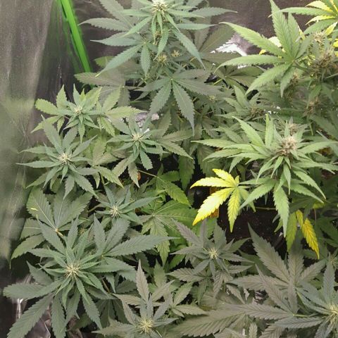 Elettra growlog timeline photo