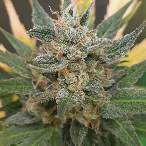 Elettra growlog timeline photo