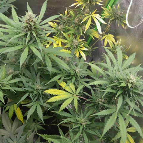 Elettra growlog timeline photo