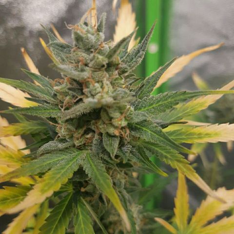 Elettra growlog timeline photo