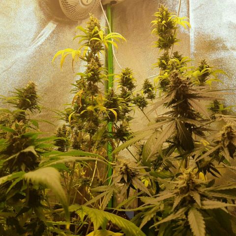 Elettra growlog timeline photo