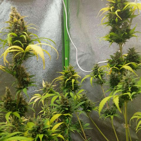 Elettra growlog timeline photo