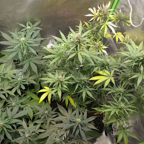 Elettra growlog timeline photo