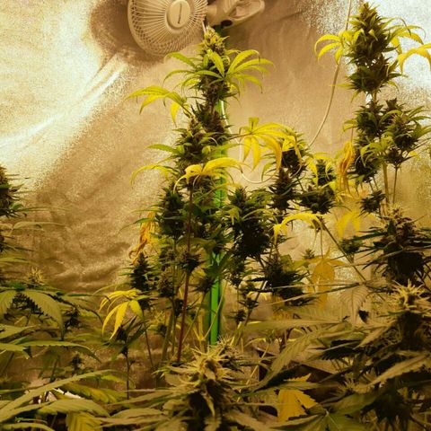 Elettra growlog timeline photo