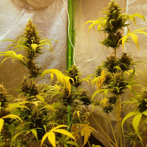 Elettra growlog timeline photo