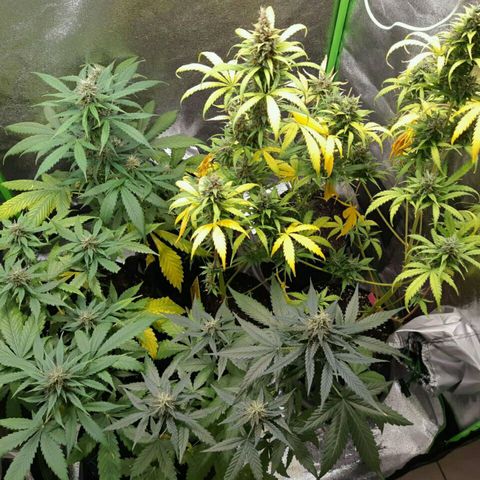 Elettra growlog timeline photo