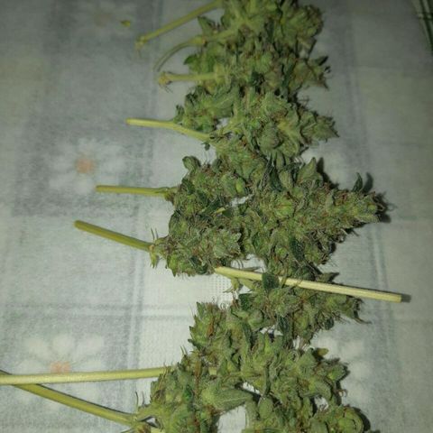 Elettra growlog timeline photo