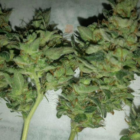 Elettra growlog timeline photo