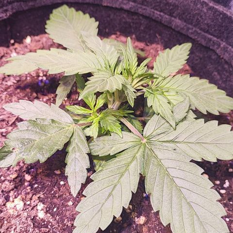 Blueberry Automatic (3plants)  growlog timeline photo
