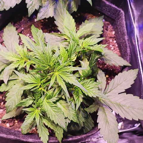 Blueberry Automatic (3plants)  growlog timeline photo