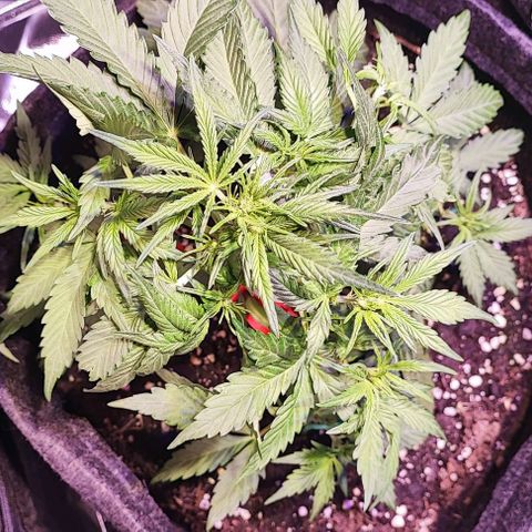 Blueberry Automatic (3plants)  growlog timeline photo
