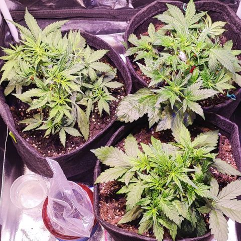 Blueberry Automatic (3plants)  growlog timeline photo