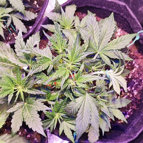 Blueberry Automatic (3plants)  growlog timeline photo