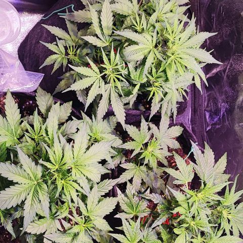 Blueberry Automatic (3plants)  growlog timeline photo