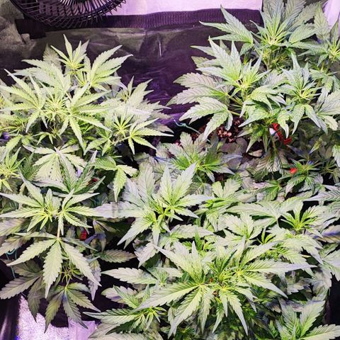 Blueberry Automatic (3plants)  growlog timeline photo