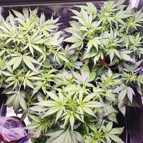 Blueberry Automatic (3plants)  growlog timeline photo