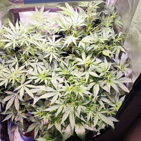 Blueberry Automatic (3plants)  growlog timeline photo