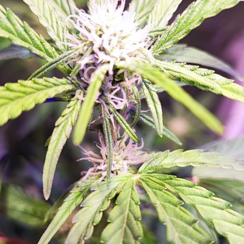 Blueberry Automatic (3plants)  growlog timeline photo