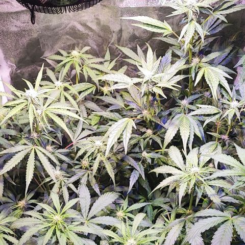Blueberry Automatic (3plants)  growlog timeline photo