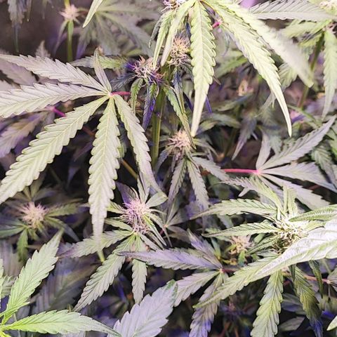 Blueberry Automatic (3plants)  growlog timeline photo