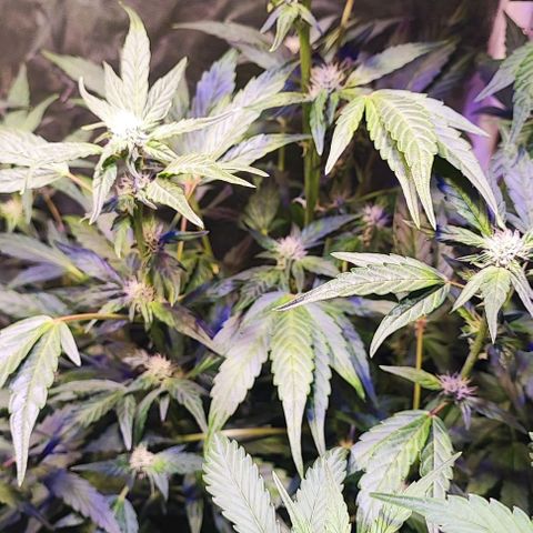 Blueberry Automatic (3plants)  growlog timeline photo