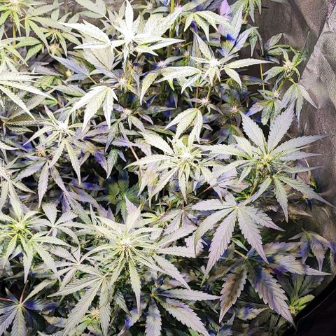 Blueberry Automatic (3plants)  growlog timeline photo